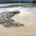 crocodile_american_tar_h_1143_cos2091.jpg